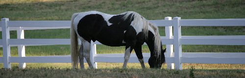 paint horse