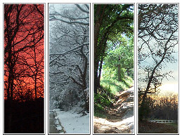 Trees in Butterfield